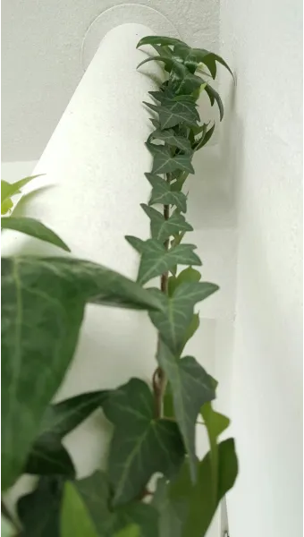 아이비 물주기 수경재배 삽목번식 빛관리 초보도 금방 성공_7