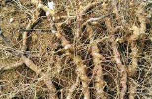 망개뿌리 효능 부작용 먹는법 술 채취시기 등 총정리(최신)