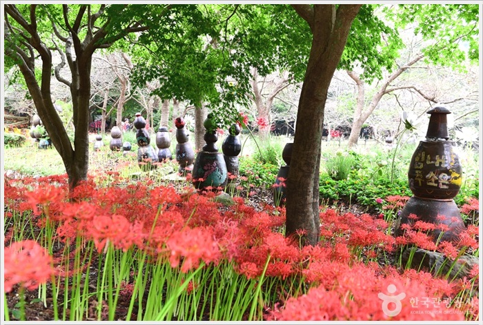 함평 용천사 꽃무릇 공원