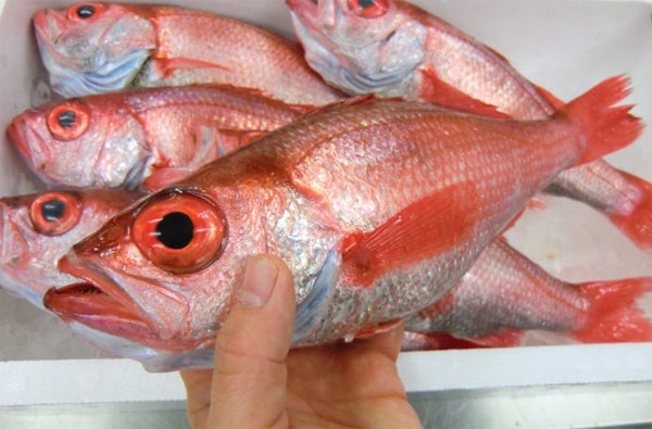 금태는 이렇게 생겼어요