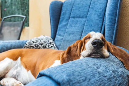 자고있는 강아지