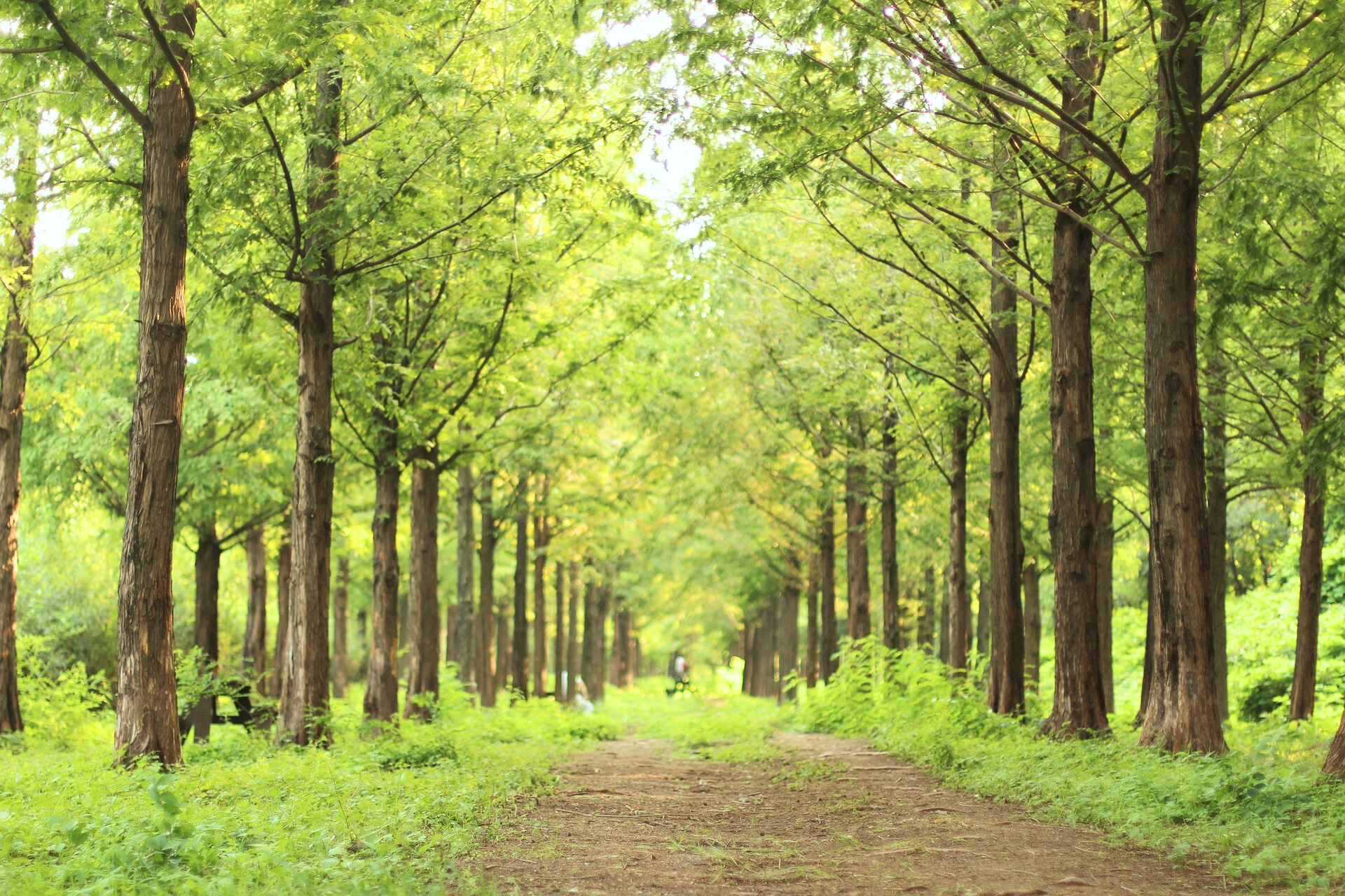 나무 자연 관련 사진
