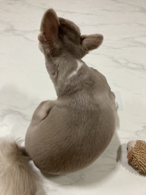 몸을-긁는-강아지