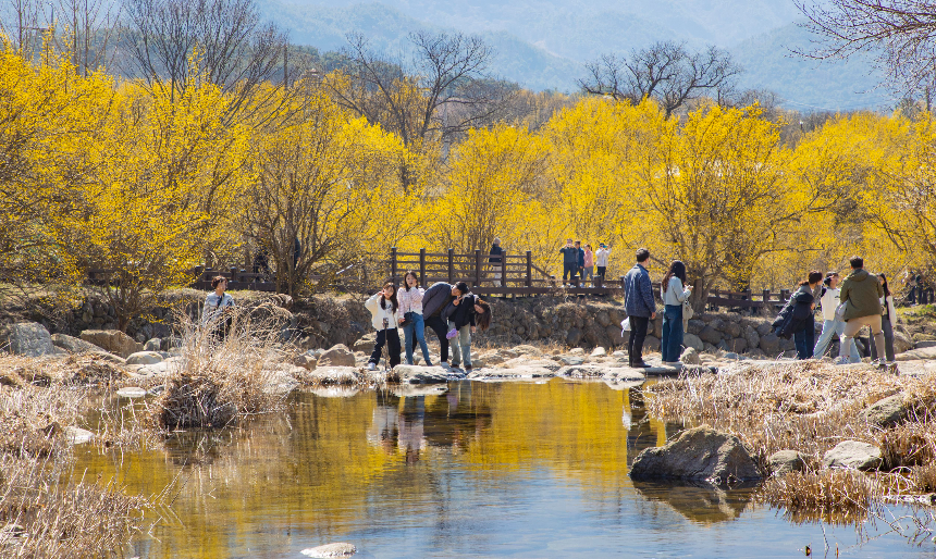 구례 산수유꽃축제 언제 갈까? 2025년 개화 시기 & 필수 코스
