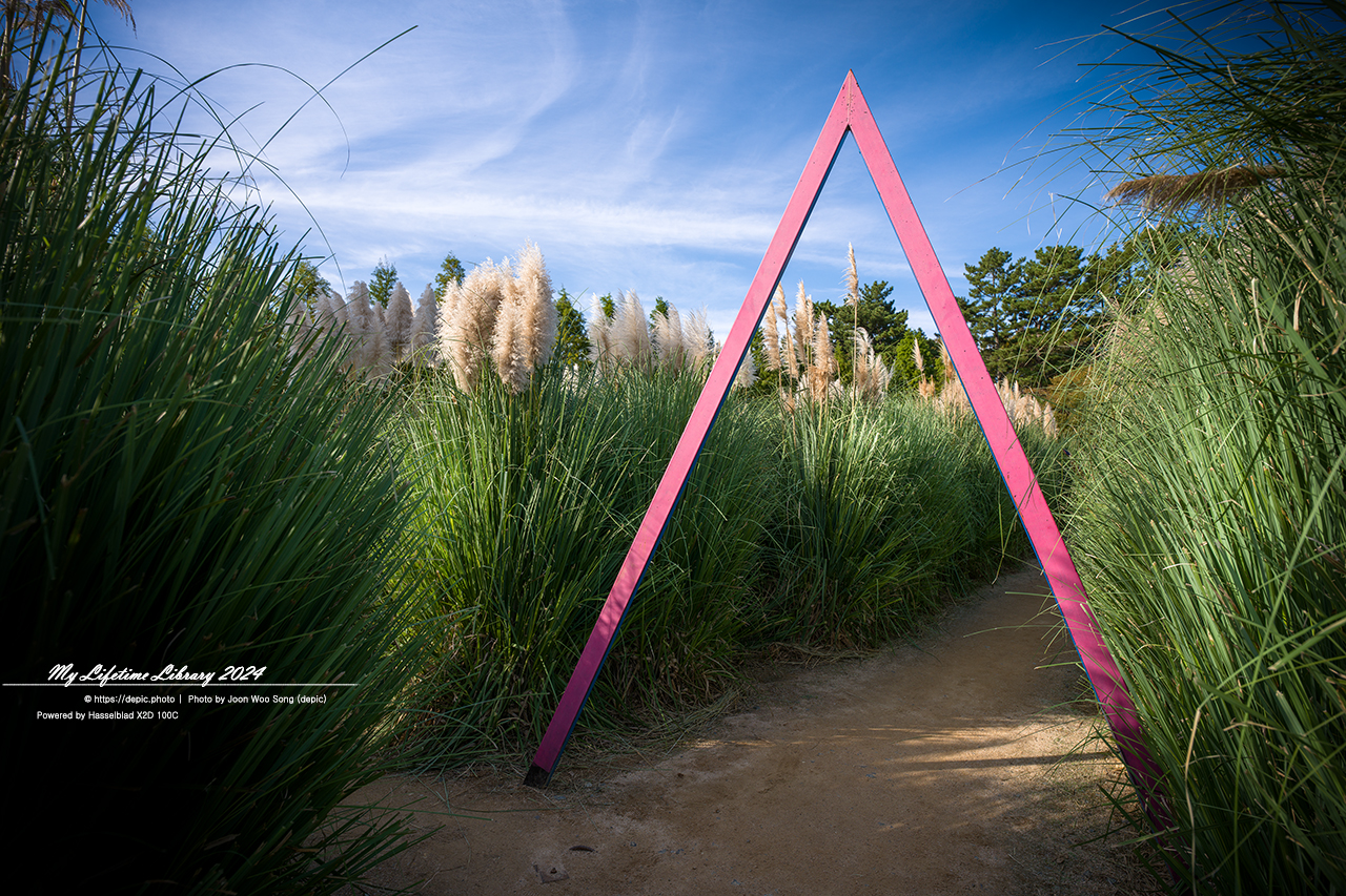 태안 청산수목원 가을 팜파스