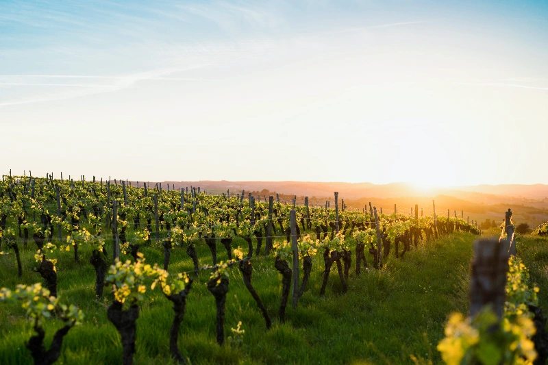 로얄바인 포도 후기&amp;#44; 로얄바인 명품과일 가격&amp;#44; 로얄바인 프리미엄 포도 구매&amp;#44; 로얄바인 선물세트&amp;#44; 프리미엄 과일 수익성 작물&amp;#44; 부자과일 인기순위&amp;#44; 고소득층 과일 추천&amp;#44; 신세계백화점 로얄바인&amp;#44; 명절 고급 과일 선물&amp;#44; 클럽재배 과일 뜻&amp;#44; 명품 과일&amp;#44; 프리미엄 포도&amp;#44; 농가 수익성 작물&amp;#44; 프리미엄 과일 투자&amp;#44; 백화점 과일 선물세트&amp;#44; 추석 과일 선물 추천