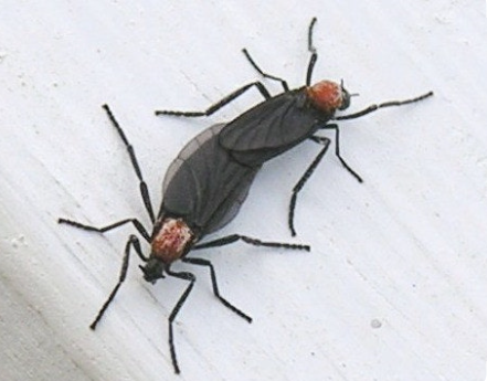 붉은등 우단털파리(러브 버거) 관련 이미지