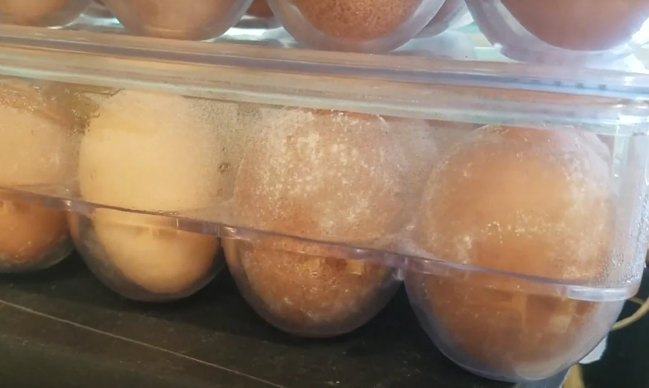 계란 껍질에 곰팡이