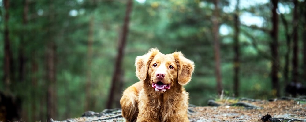 새끼 강아지 키우는법 35 이미지