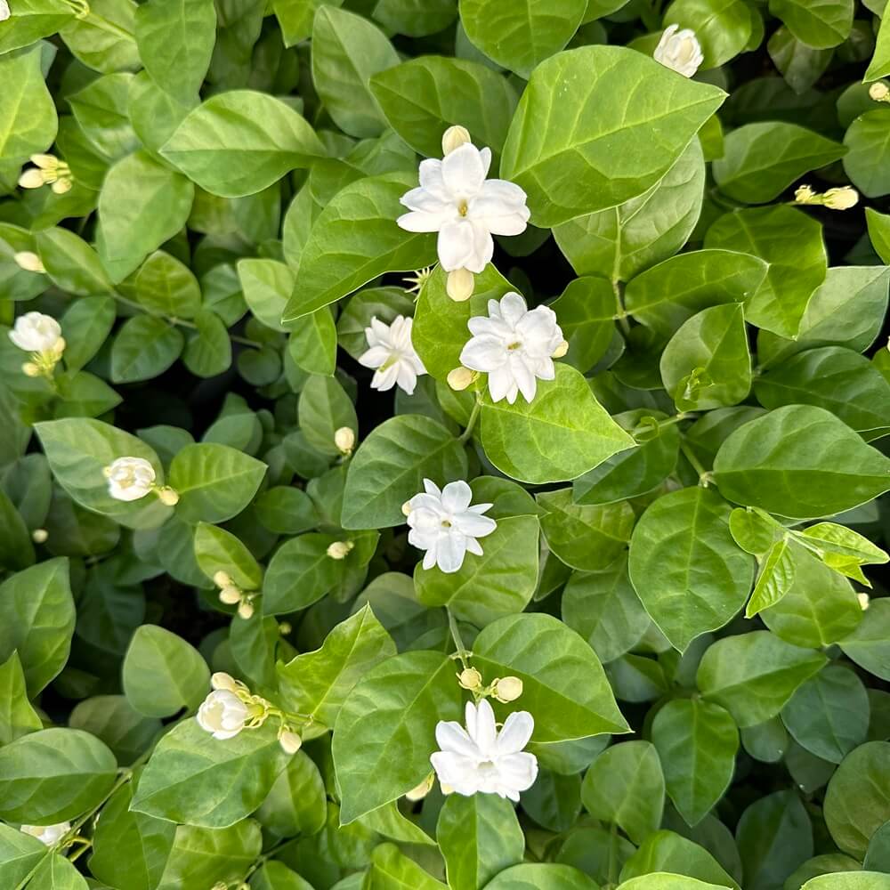 아라비안 자스민 키우기