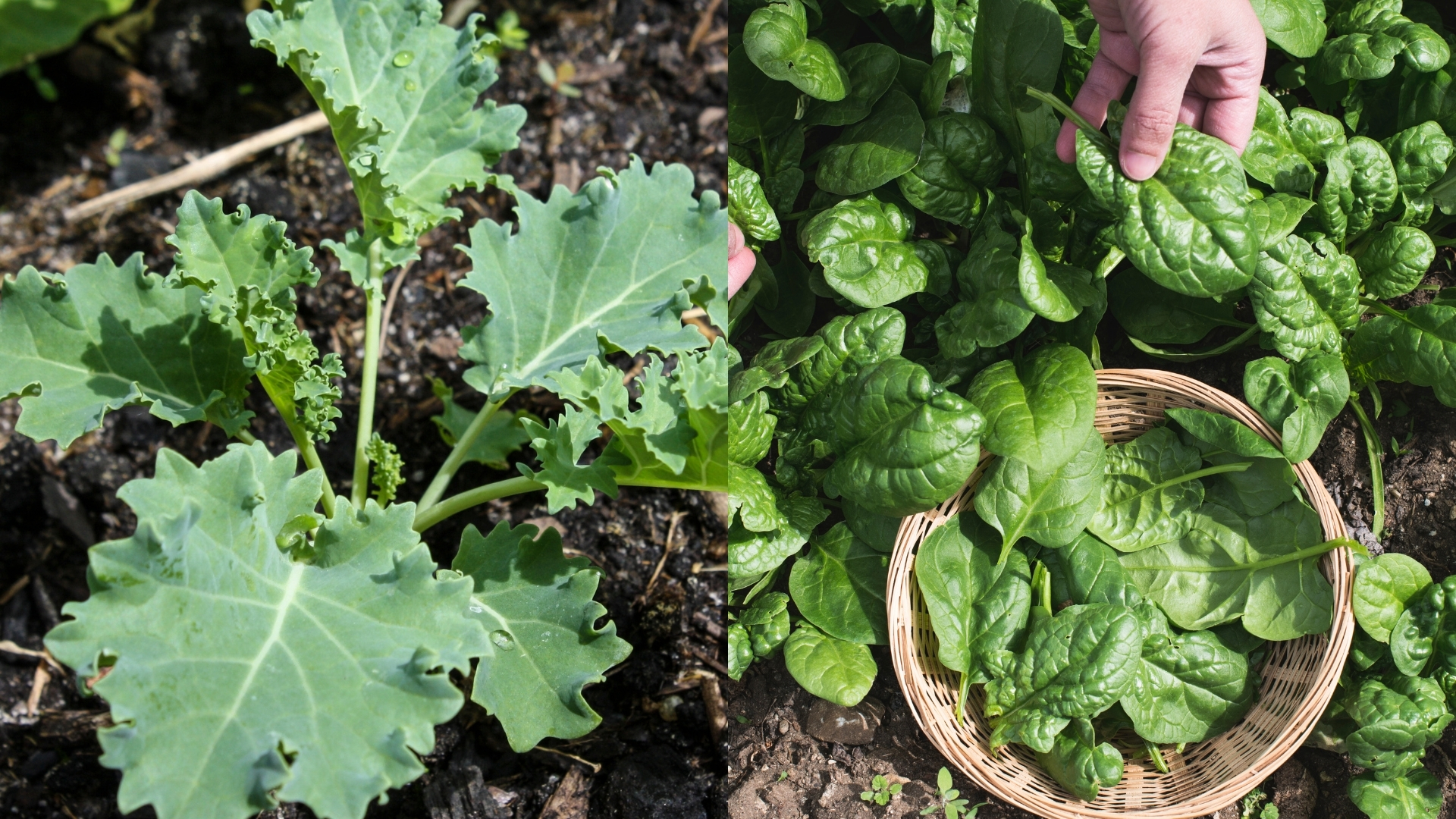 4월 5월에 심기 좋은 작물 케일, 시금치