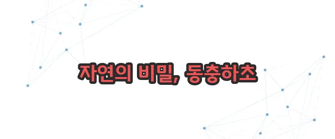동충하초 효능 이보다 자세히 설명할순없다
