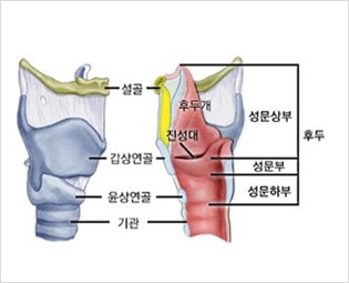 후두암 초기증상,후두암증세,후두암 원인 및 후두암 예방법,후두암치료 방법