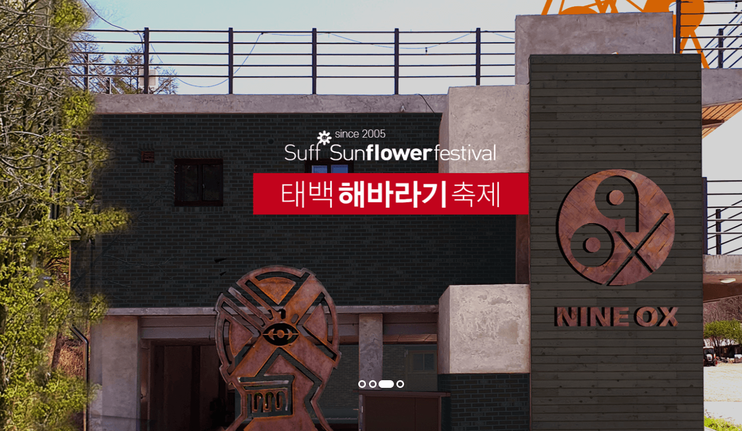 태백 해바라기축제