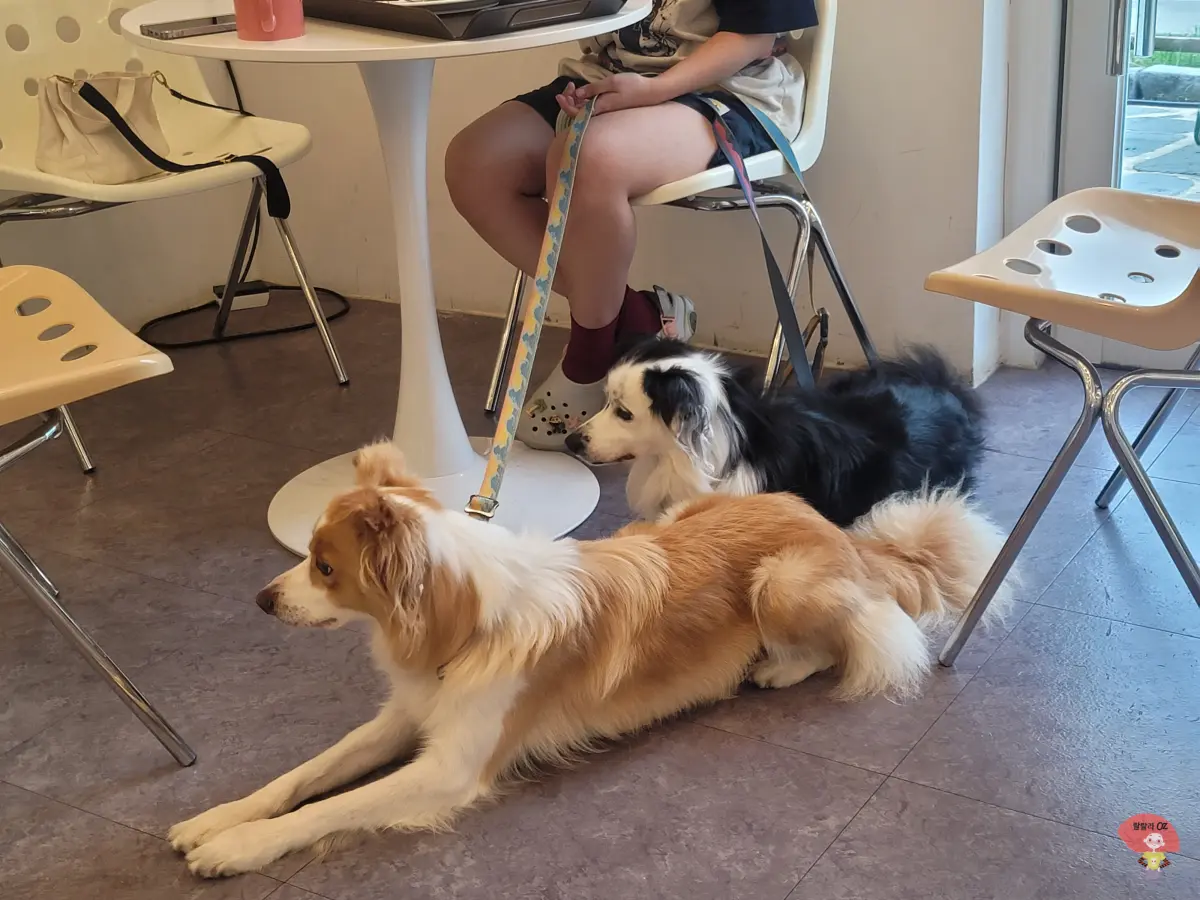 강원도-홍천-카페-테샤로바-검은색-갈색털을-가진-개-두마리