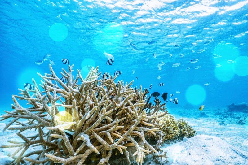 맑은-바닷속-풍경