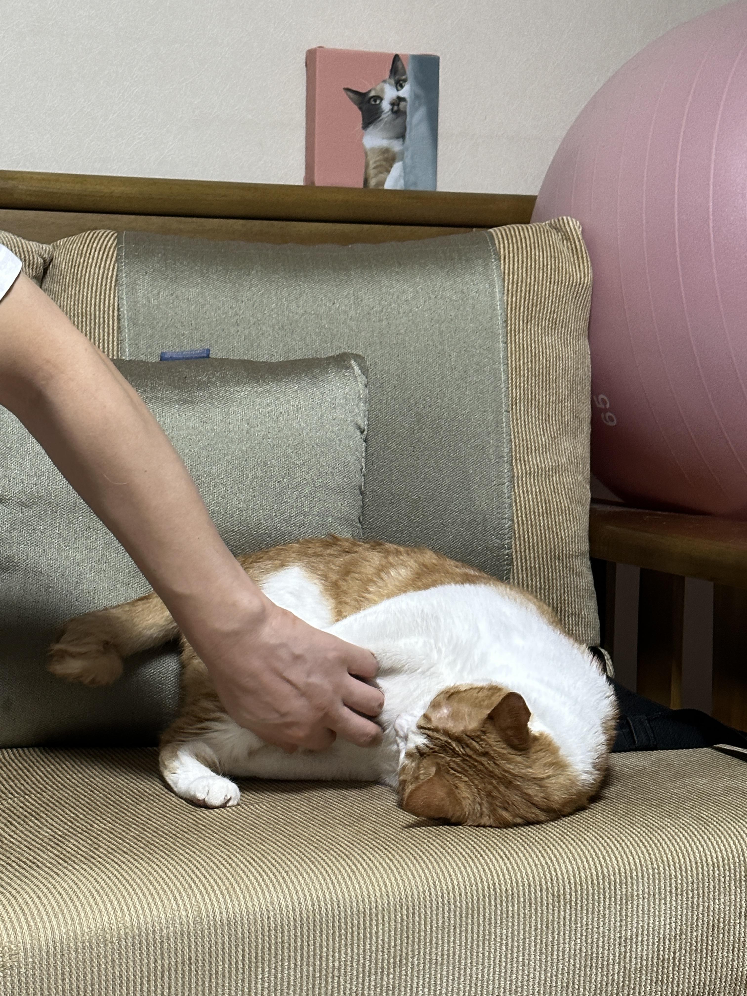 발라당한_막둥이_배를_남집사가_쓰다듬는_중