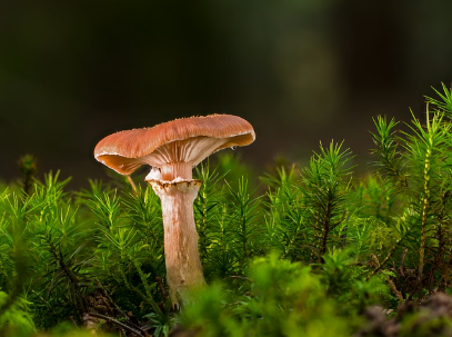 헝가리의 '버섯 축제': 버섯이 가장 중요한 음식으로 등장하는 행사