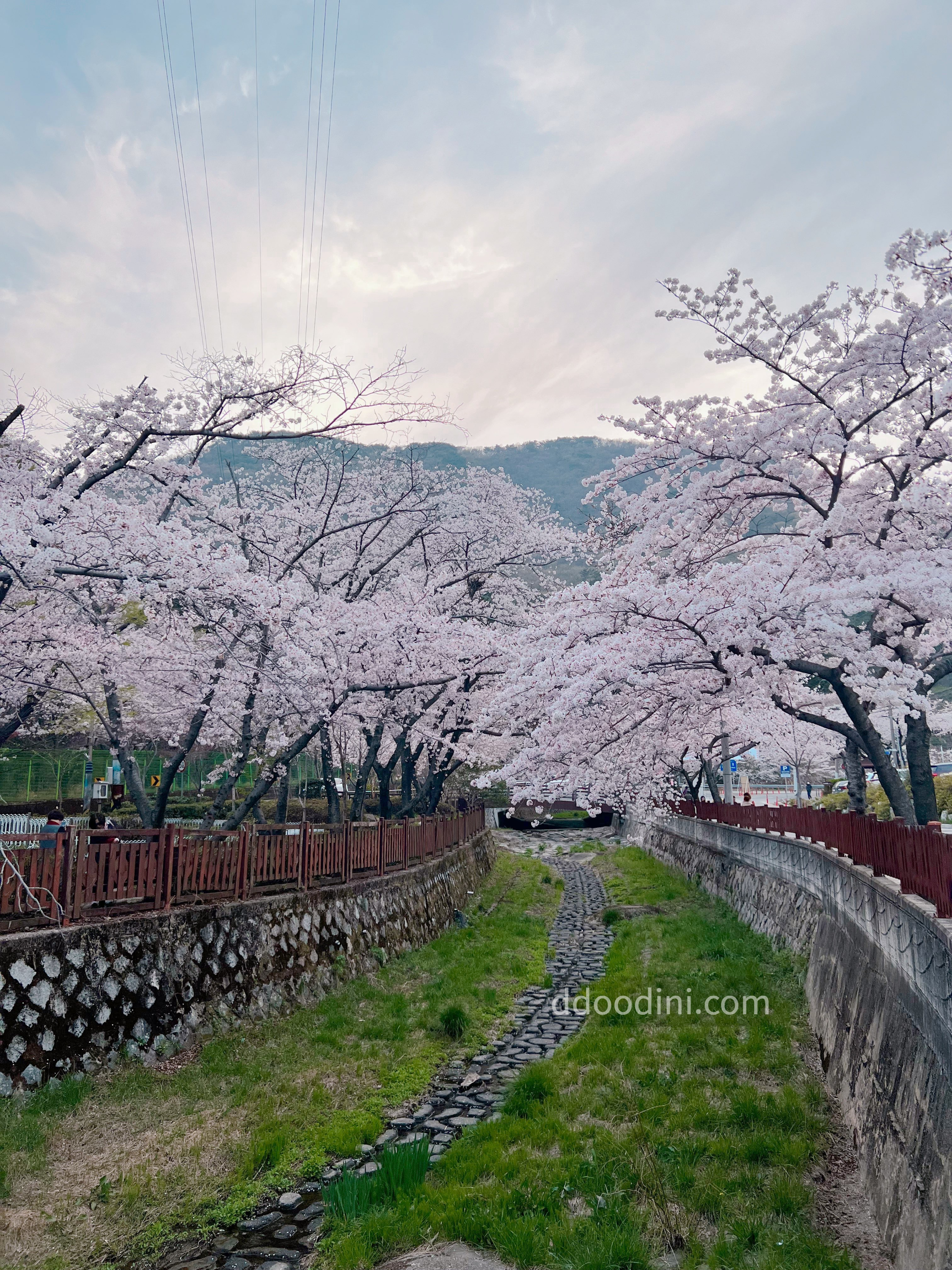 다강지로그 진해군항제 벚꽃사진