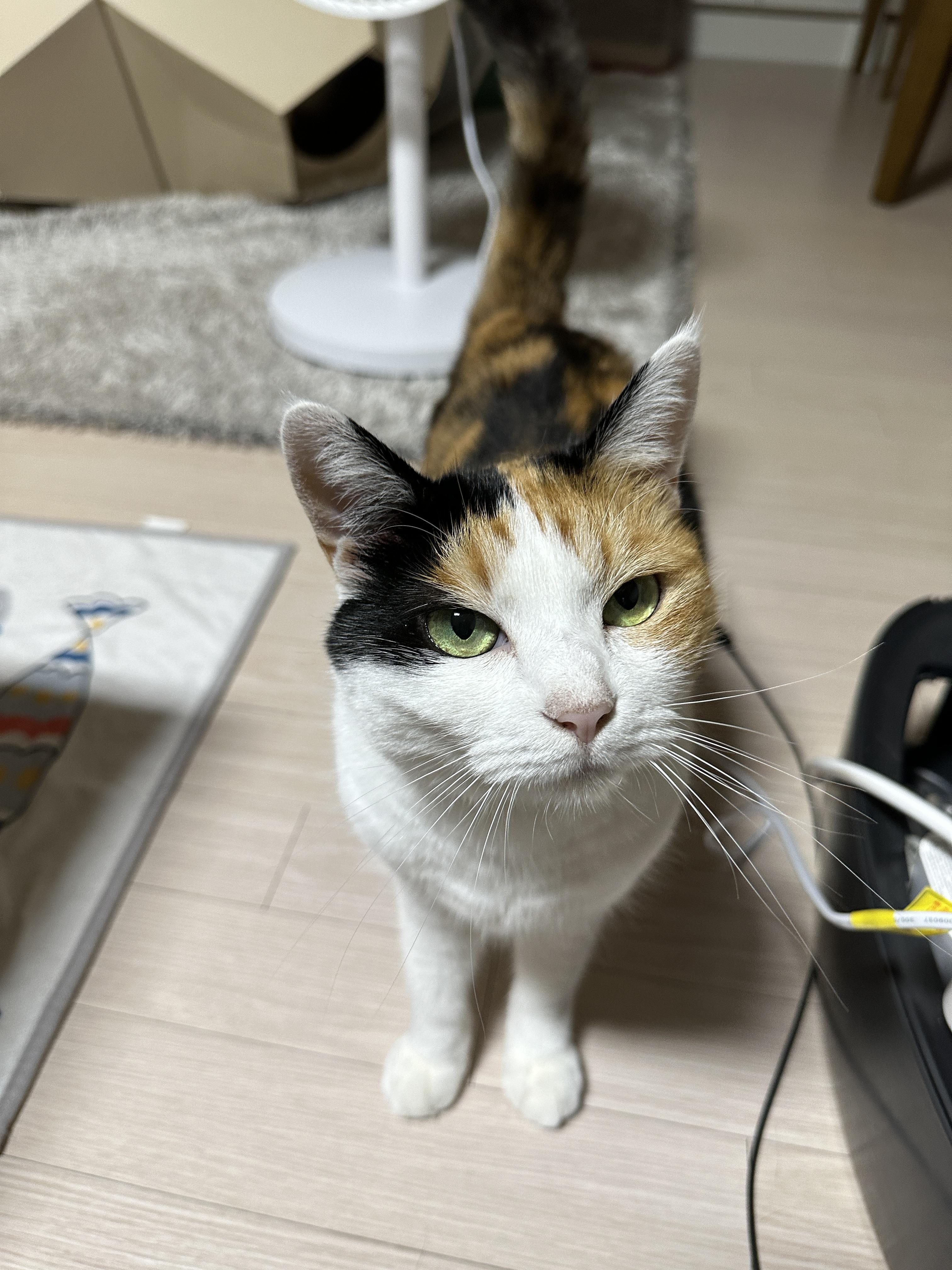 엄마랑_눈을_맞추고_있는_삼색이_고양이_요미