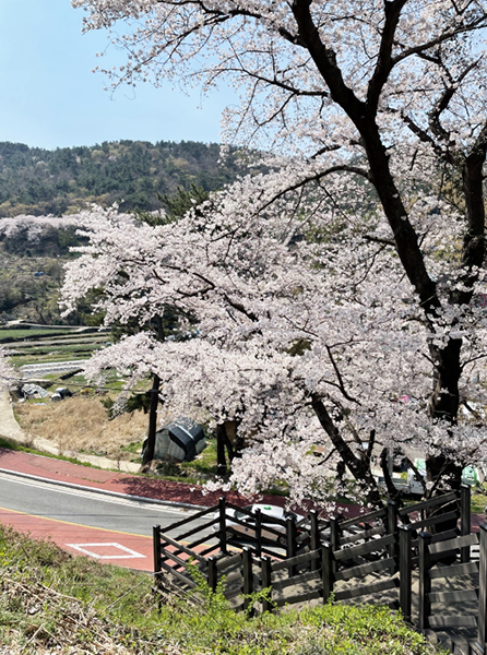 상주은모래비치캠핑장의 벚꽃