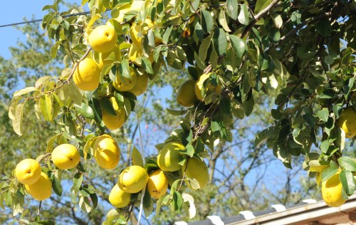 모과과 열려 있는 모습