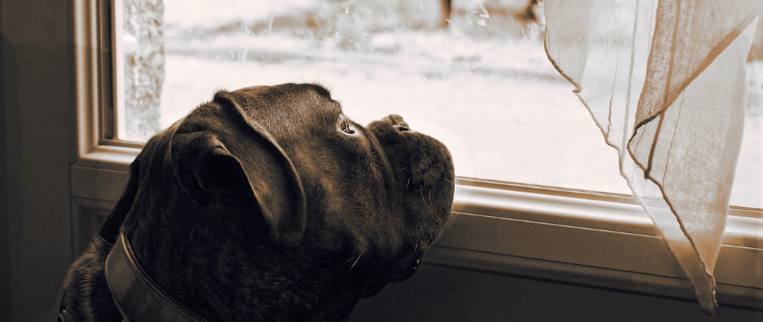 boxer