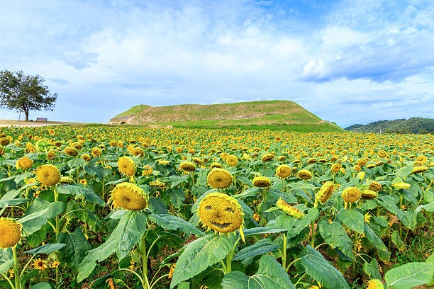 자라섬 꽃 페스타 6월까지 진행 중 사진 명소 가득