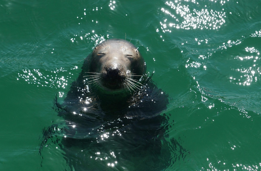 바다식목일
5월 10일 바다식목일