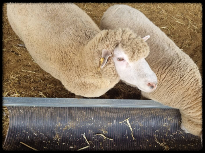 안성팜랜드 핑크뮬리&amp;#44;코스모스 가을 사진여행 추천합니다.