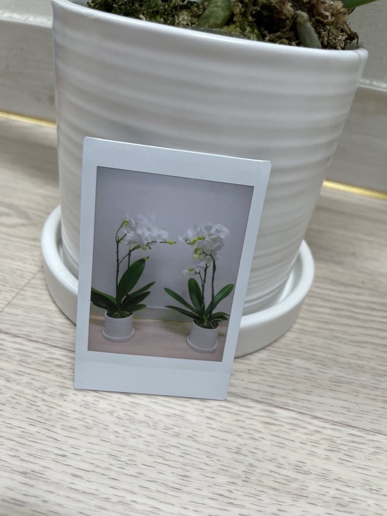 인스탁스 미니 에보 인화된 사진