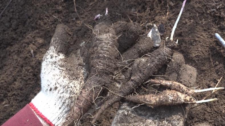 방금 캐낸 극한직업 산더덕