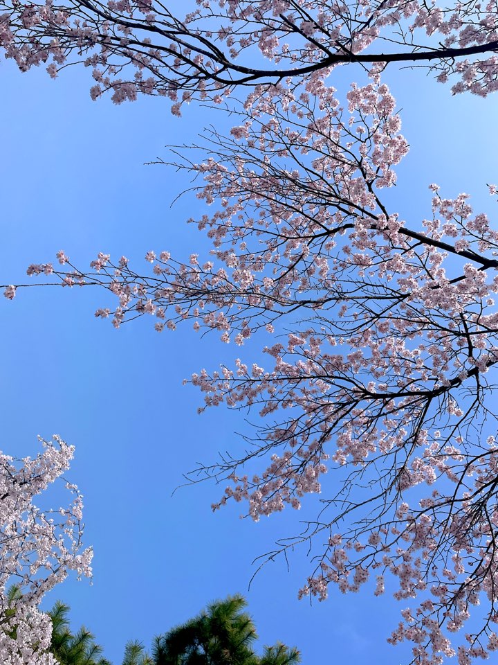 벚꽃