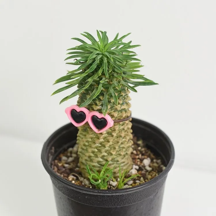 "괴마옥