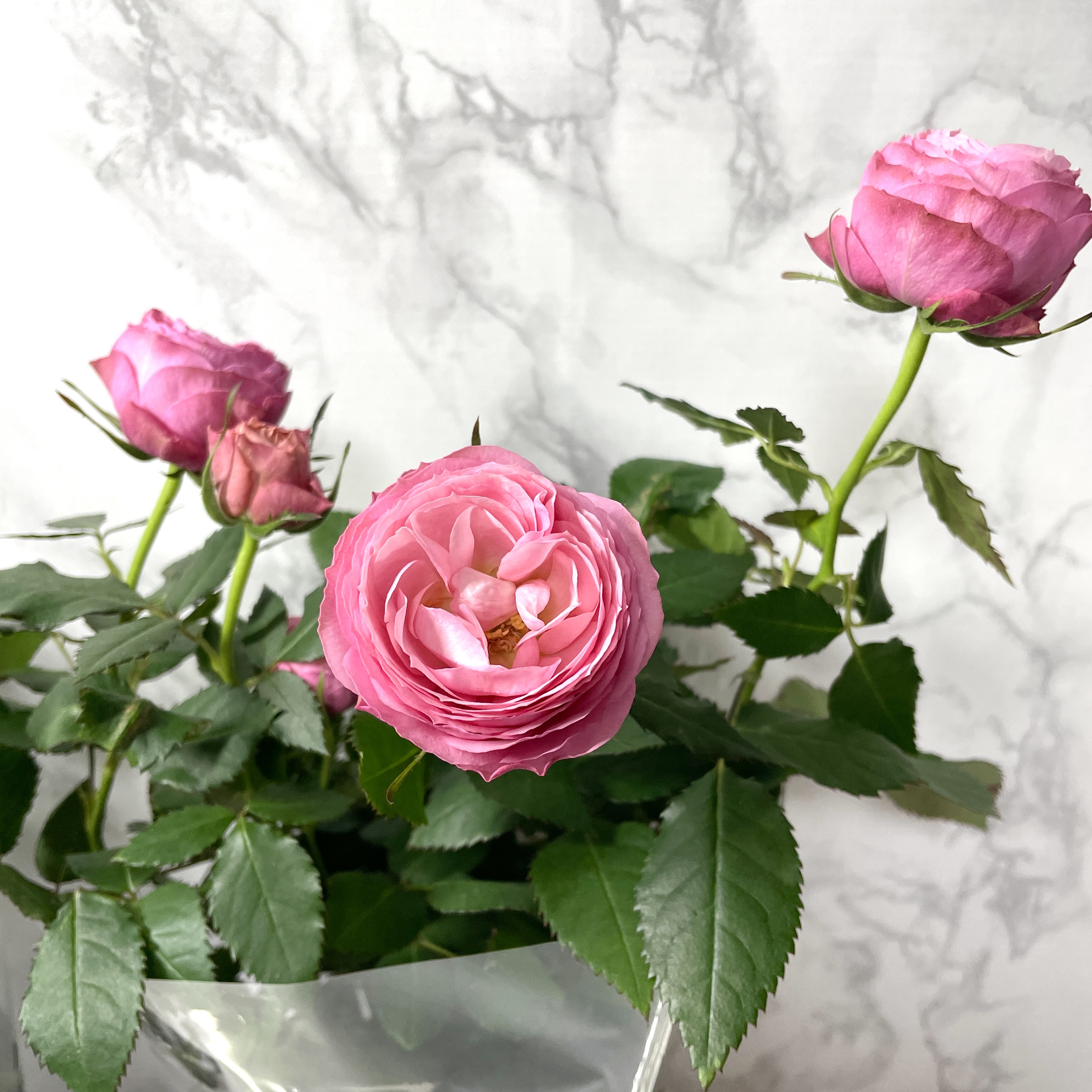 장미 키우기 꽃말 삽목시기