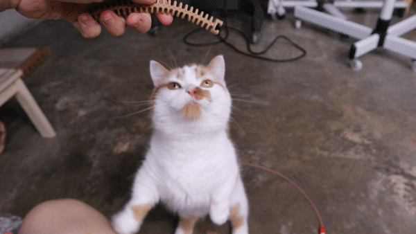 닥터페트라고양이껌