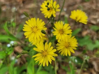 씀바귀 고들빼기 차이점 효능 비교_20