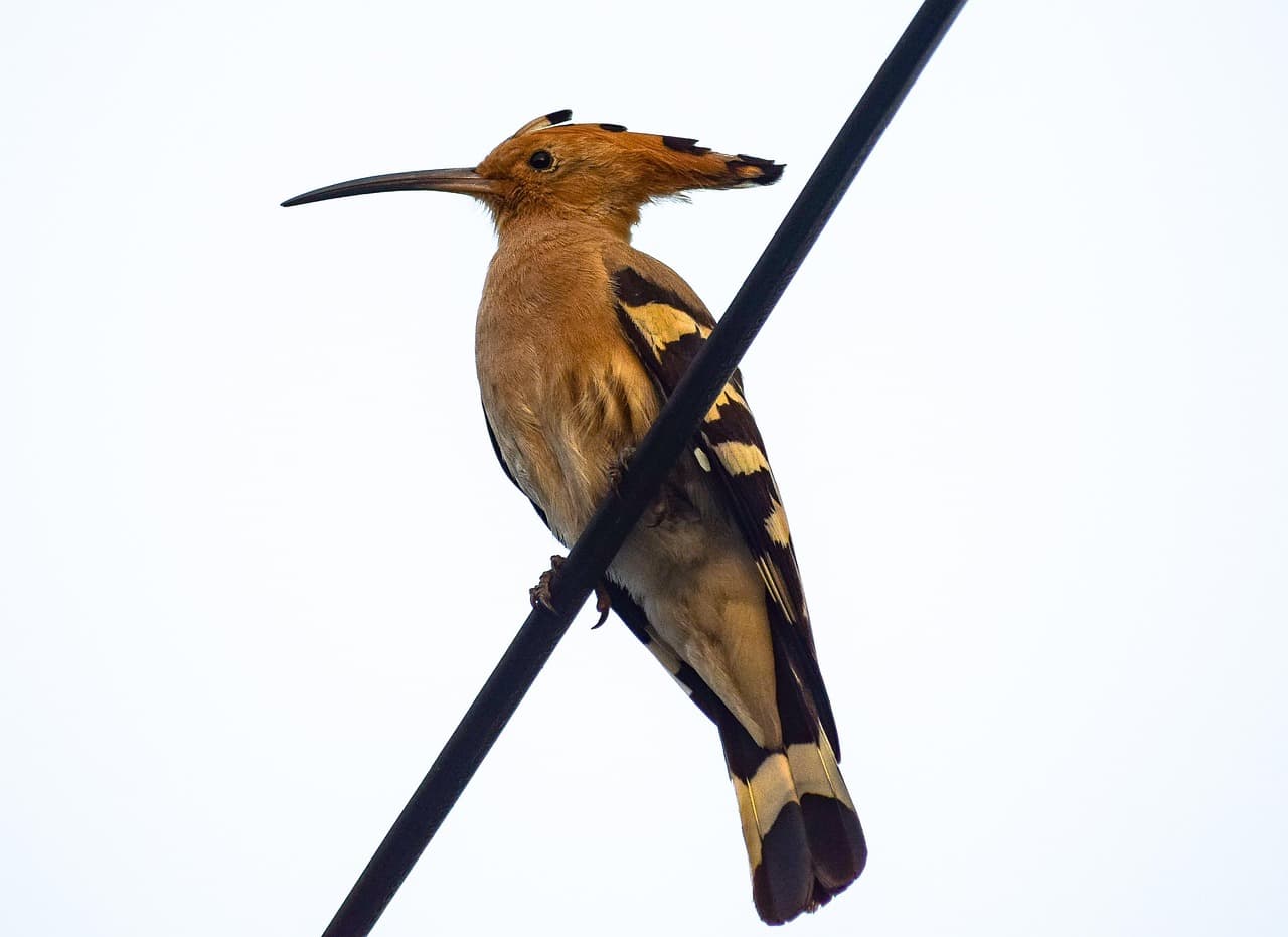 후투티가 &lsquo;지혜의 새&rsquo;로 불리게 된 배경