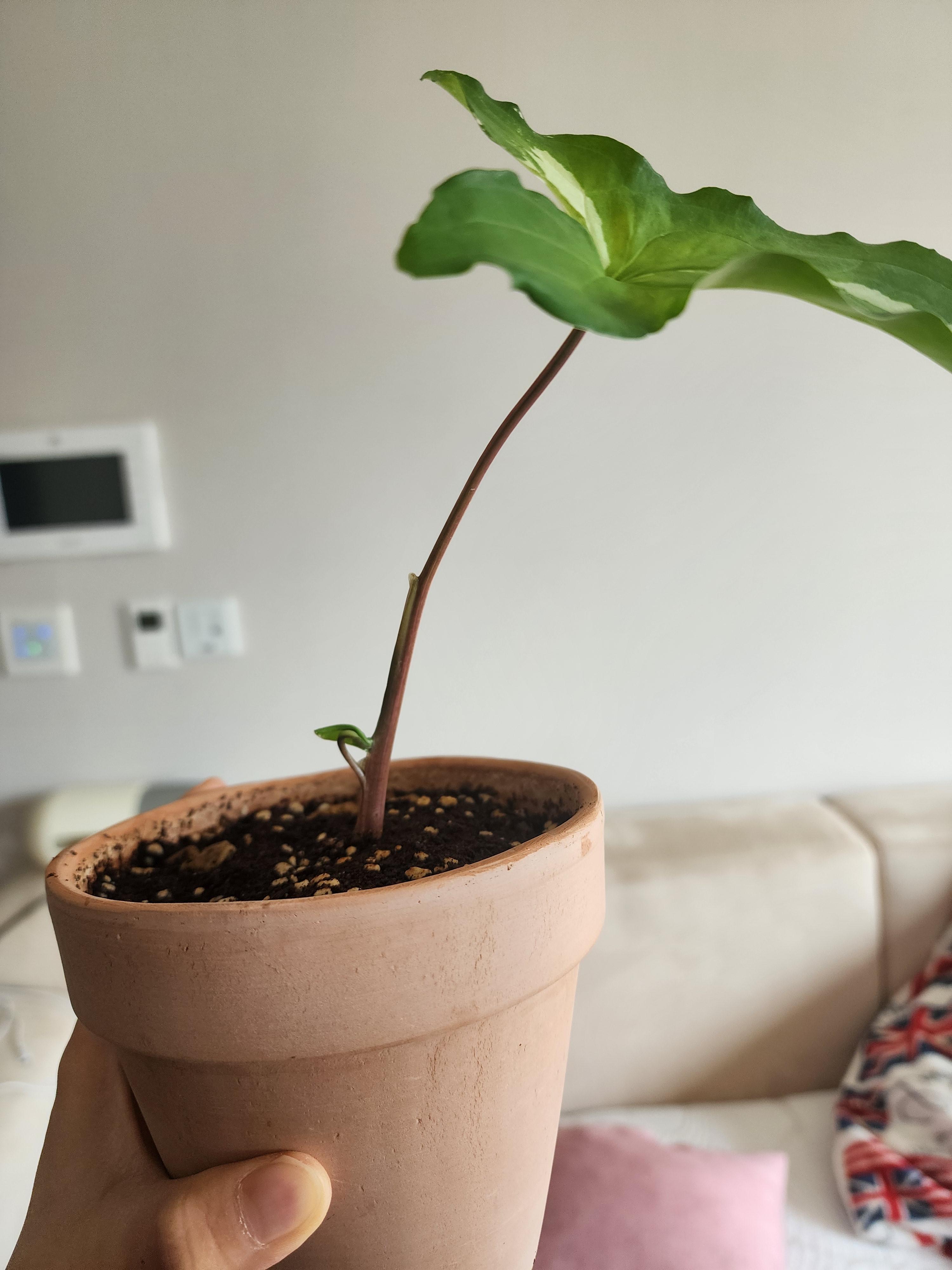 무늬싱고니움이 반년이 지나서 드디어 애기 새순이 자라나고 있어요.