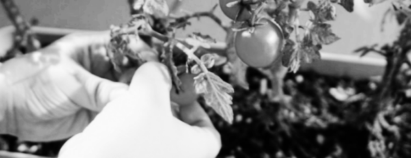 방울토마토 키우기, 방울토마토 키우는법: 병충해 예방