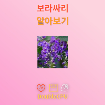 보라싸리 꽃말 및 탐구