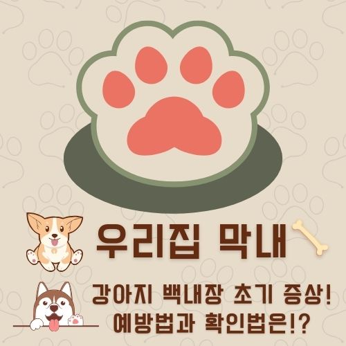 강아지 백내장 초기 증상과 확인법 : 예방법 3가지