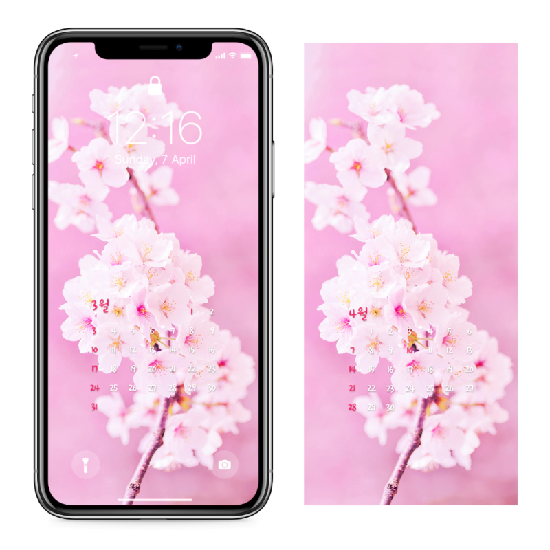 02 연분홍 벚꽃가지 AB - 2024년3월 아이폰달력배경화면