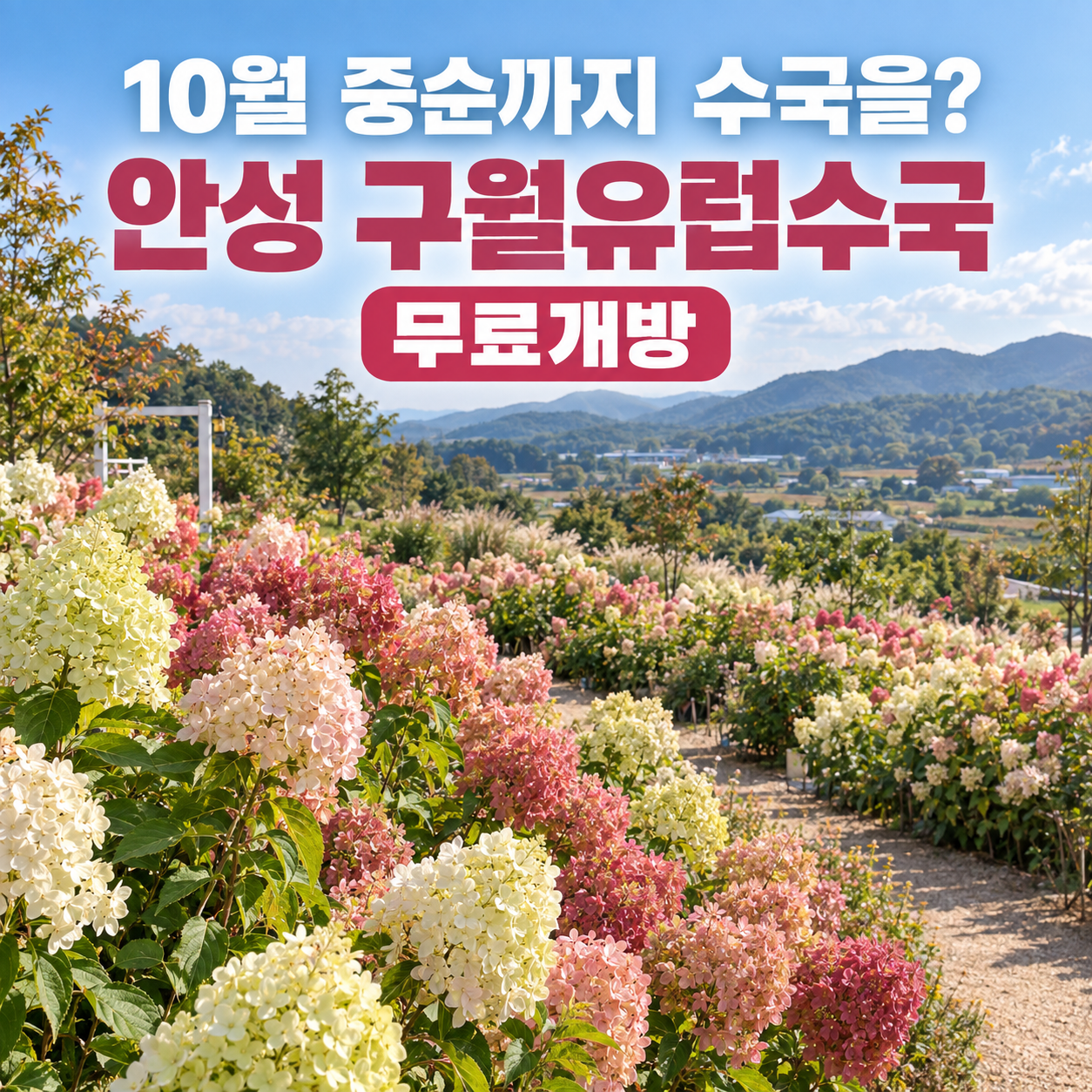 10월 중순까지 수국을 볼 수 있는 곳｜안성 구월유럽수국 무료개방