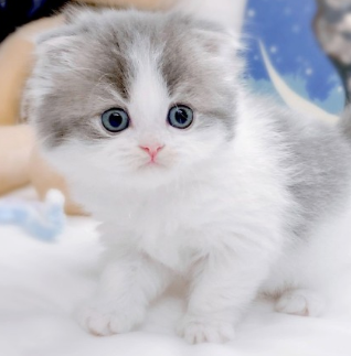 사람들이 제일 좋아하고 키우기 쉬운 고양이 TOP 5