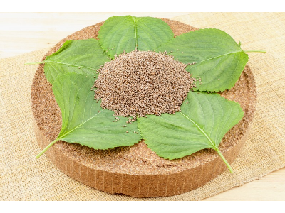 들깨사진