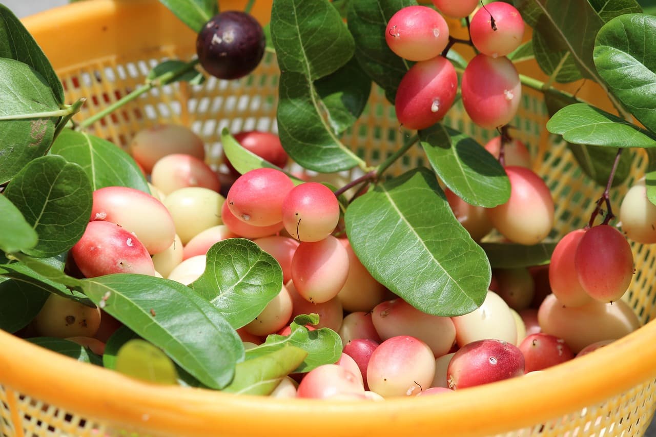 (초보자 ver)도시 텃밭 가꾸기 완벽 가이드11 - 미니 텃밭 꾸미기: 인테리어와 실용성 모두 챙기기