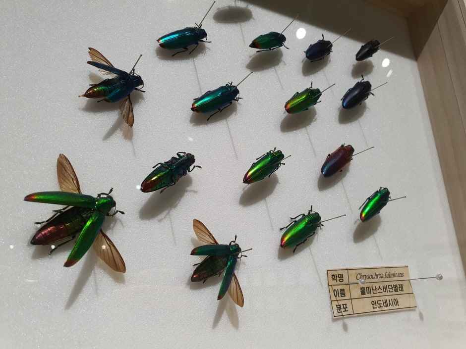 여주 가볼만한곳 베스트10 - 여주곤충박물관