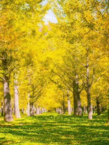 홍천은행나무숲-절정-개방시간