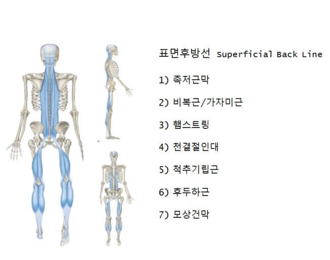 몸의 근막(후면근막)